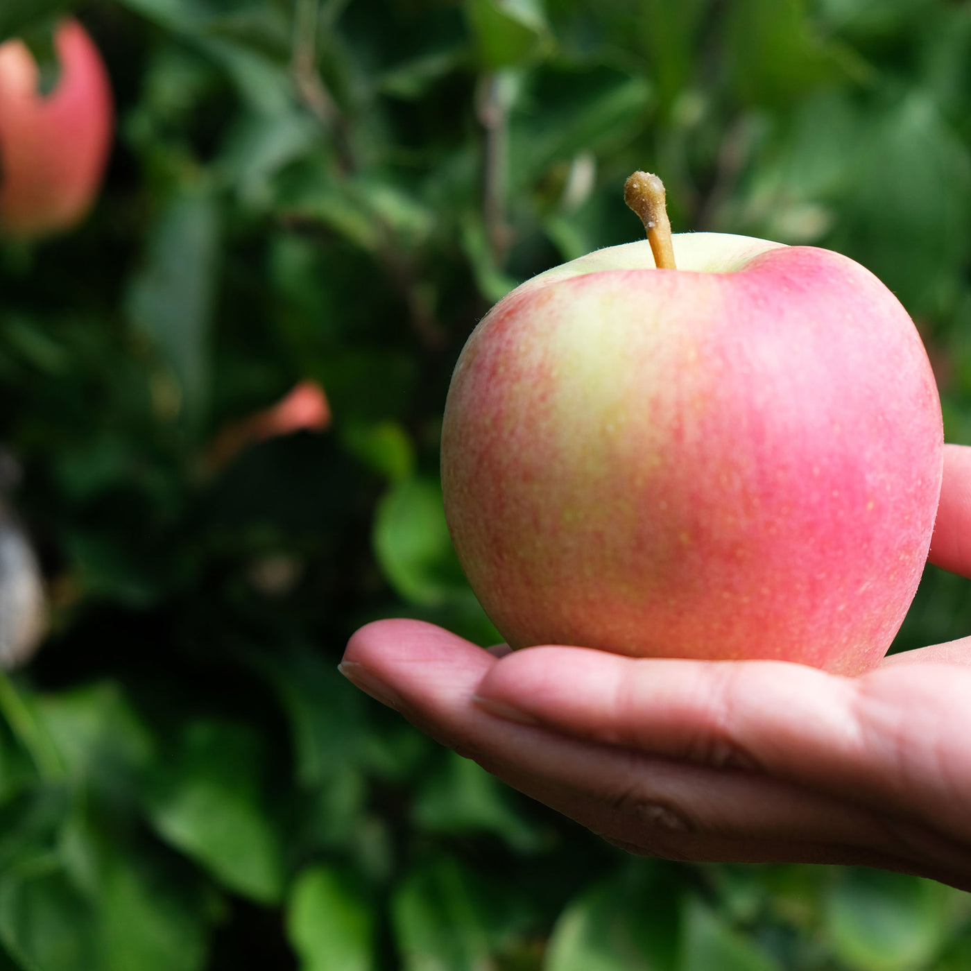 Seasonal Organic Apples Fuji