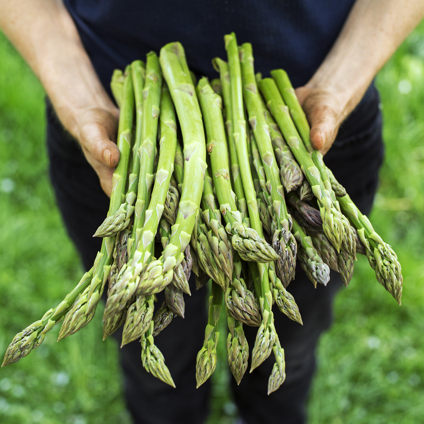 Seasonal Organic Asparagus Bunch