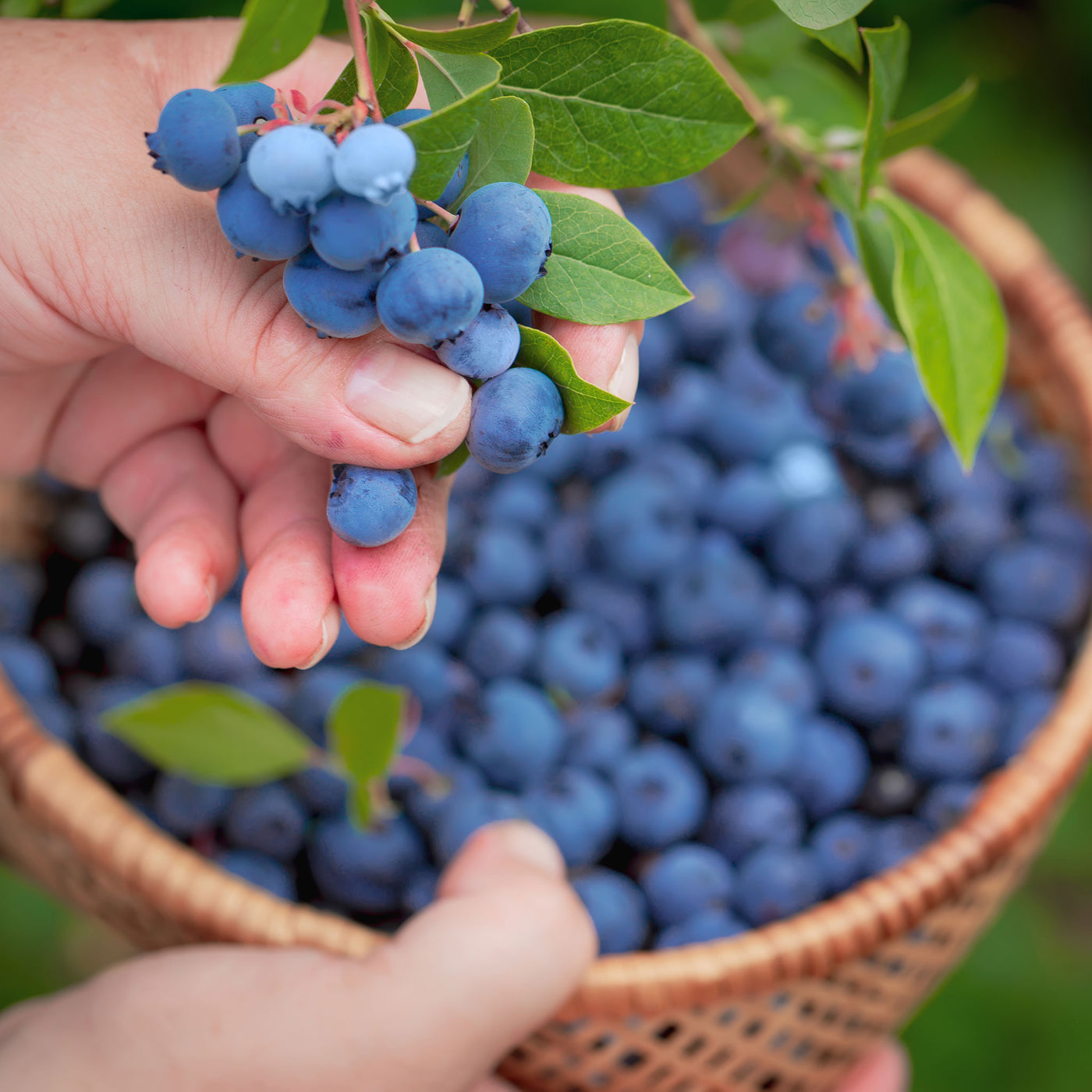 Seasonal Organic Blueberries 120g