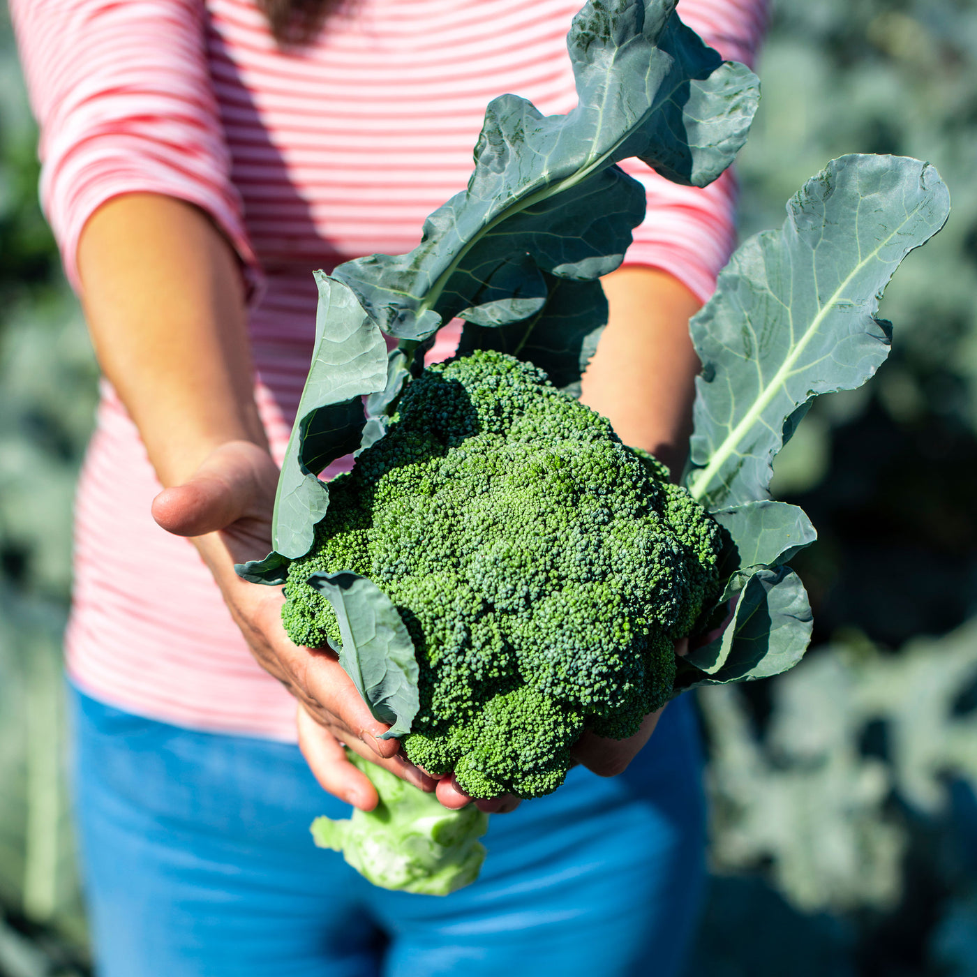 Seasonal Organic Broccoli Head
