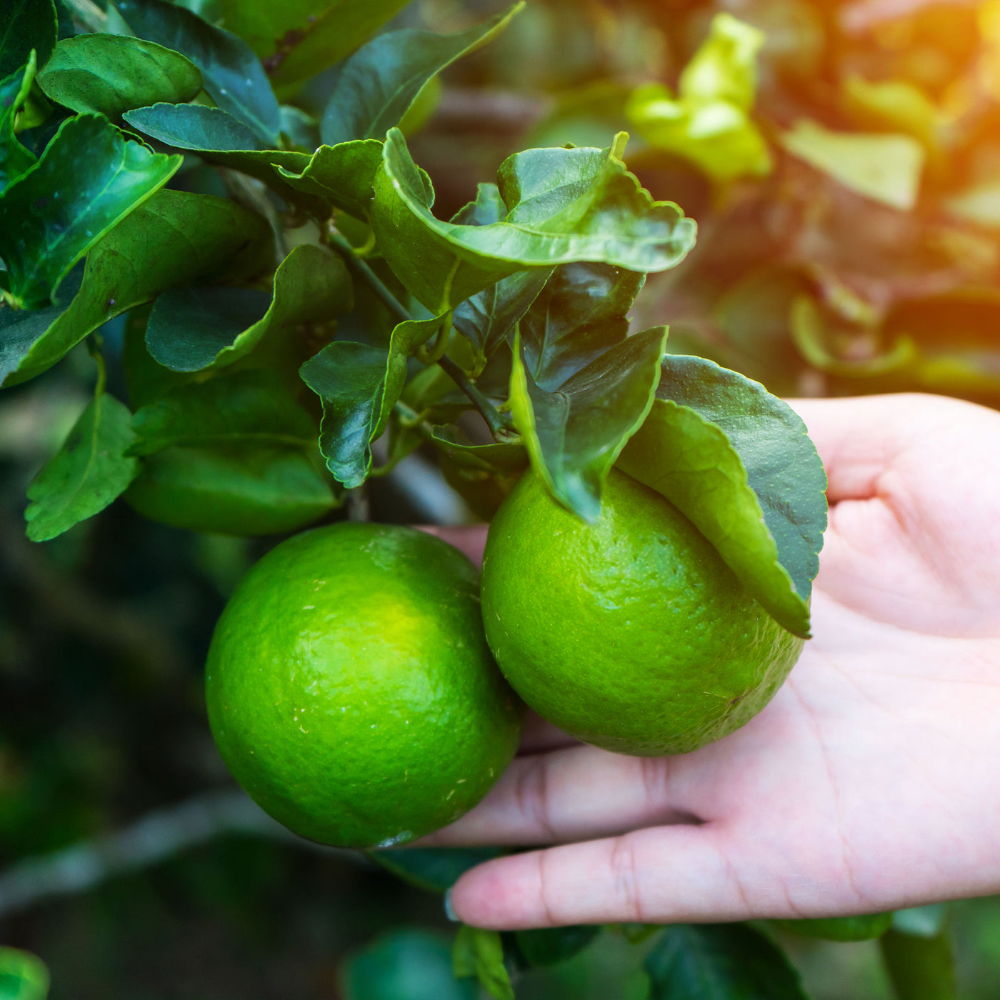 Seasonal Organic Limes 500g