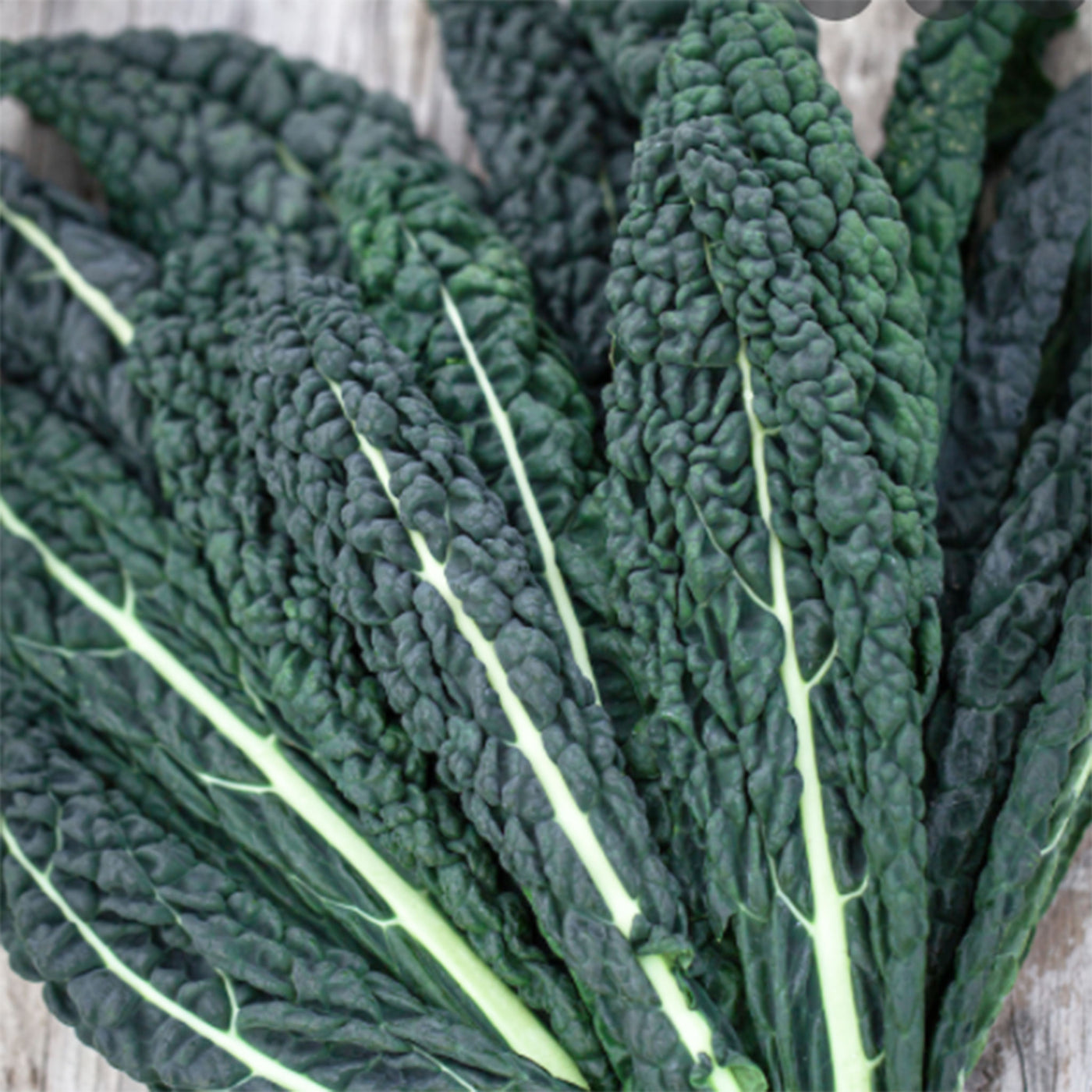 Seasonal Organic Kale Bunch Tuscan