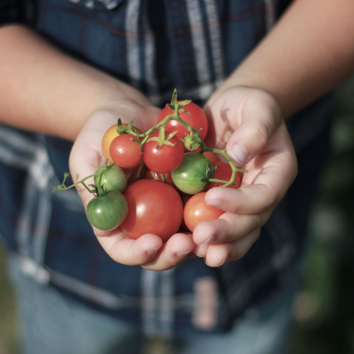 Seasonal Organic Tomatoes Cherry - 200g