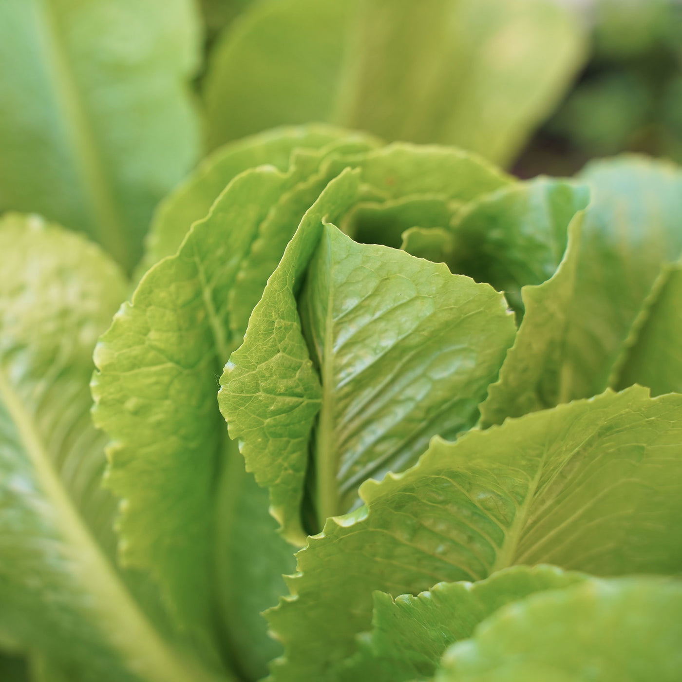 Seasonal Organic Lettuce Cos