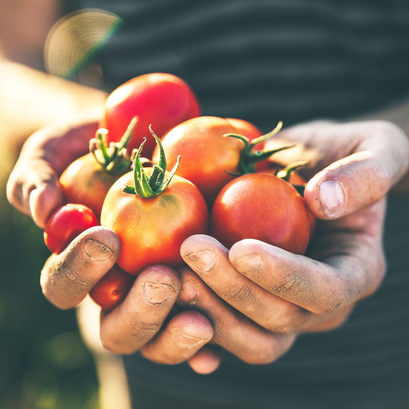 Seasonal Organic Tomatoes Round