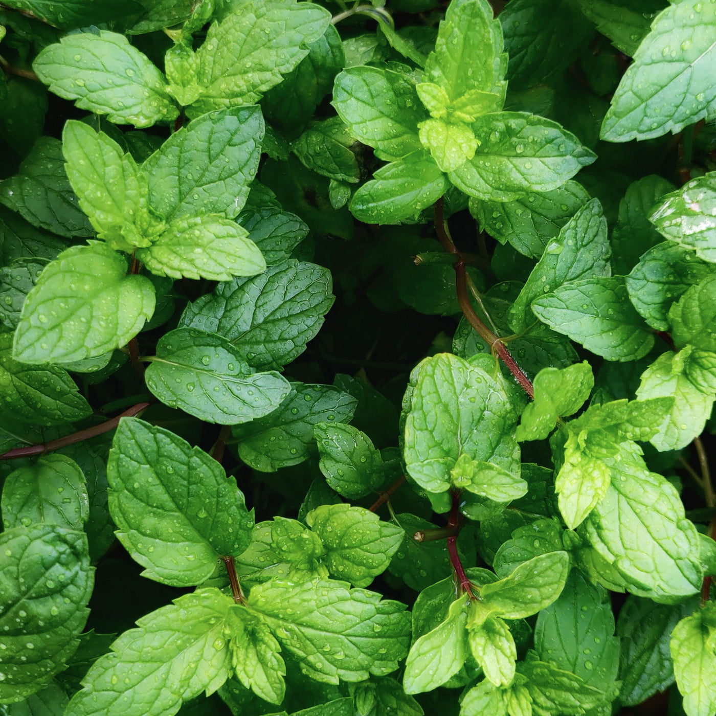 Seasonal Organic Herbs Mint Bunch